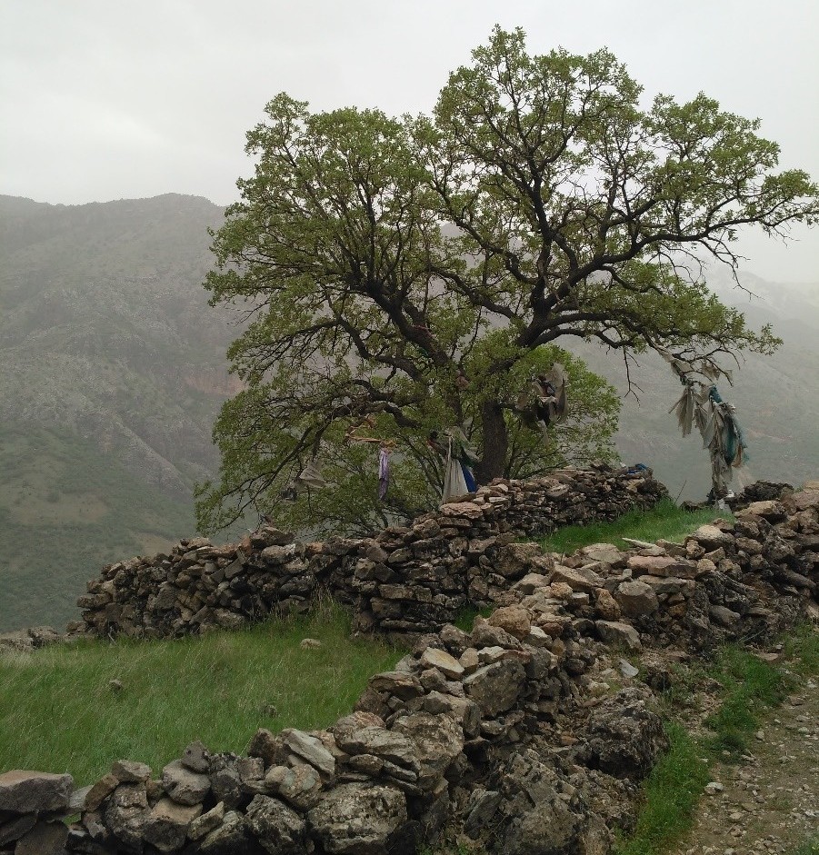 ماما خەڵیفێ | مشهورترین زن تاریخ روستای ژیوار